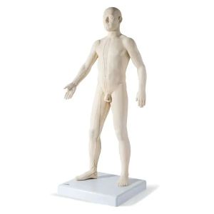 Seirin acupunctuurmodel