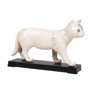 Acupunctuur kat