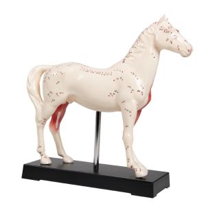 Acupunctuur paard