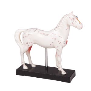 Acupunctuurmodel paard