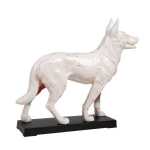 Acupunctuur hond
