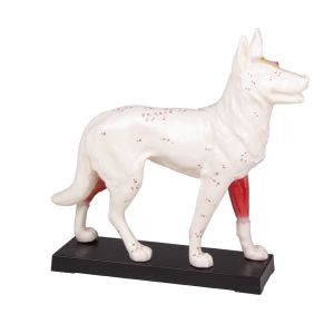 Acupunctuurmodel hond