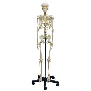 Adolescent skelet (groeiend skelet)
