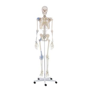 Skelet "Otto" met ligamenten, 176 cm