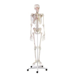 Skelet "Arnold" met spiermarkeringen, 176 cm