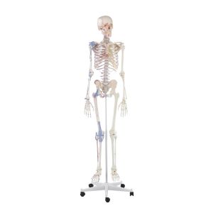 Skelet "Bert" met spiermarkeringen + ligamenten