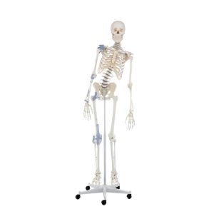 Skelet "Toni" beweegbare wervelkolom + ligamenten