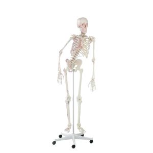 Skelet "Peter" flexibele rug + spiermarkeringen
