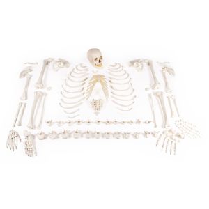 Skelet, niet gemonteerd (bottencollectie)