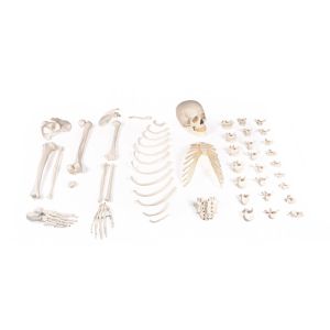 Half skelet, ongemonteerd (bottencollectie)