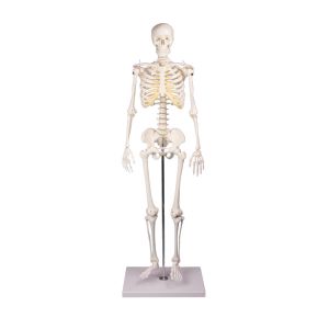 Miniatuurskelet "Tom", 84 cm