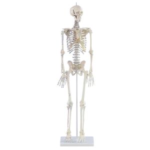 Miniatuurskelet "Daniel" met spiermarkeringen