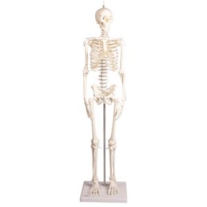 Miniatuurskelet "Paul" met flexibele wervelkolom