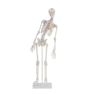 Miniatuurskelet "Fred" flex rug + spier