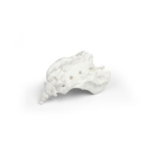 Sacrum met os coccygis, losse uitvoering