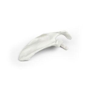Scapula (schouderblad), losse uitvoering