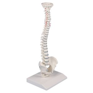Miniatuur wervelkolom met bekken