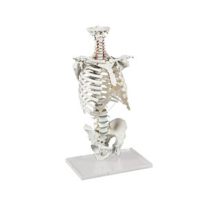 Wervelkolom met borstkooi (thorax)