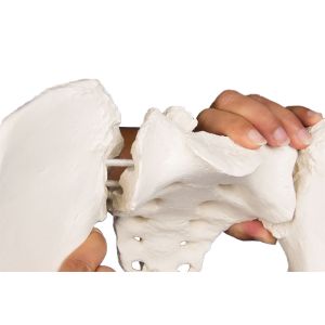 Vrouwelijk bekken flexibel, met sacrum
