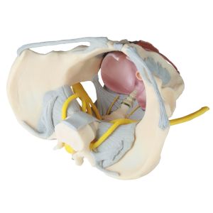 Vrouwelijk bekken: ligamenten, zenuwen, bekkenbodem