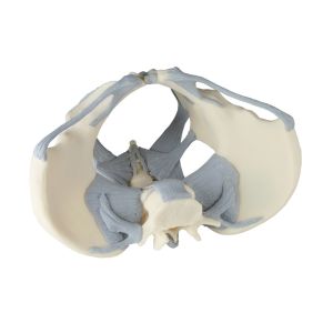 Vrouwelijk bekken met ligamenten