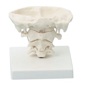 Kaakgewricht (TMJ), natuurlijke grootte