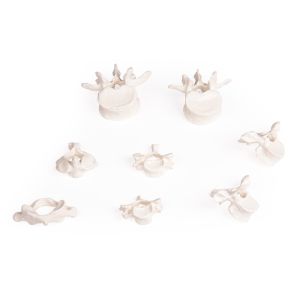 Wervelcollectie 8 stuks, los geleverd