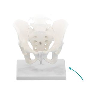 Standaard voor flexibele wervelkolom
