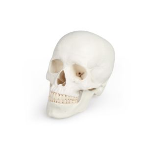 Schedel 3-delig, Augmented Anatomy