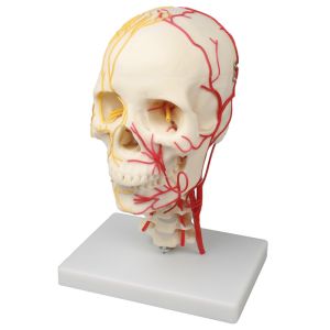Neurovasculaire schedel, 3-delig
