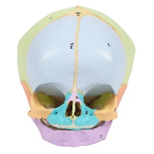 Foetusschedel, 40e week, didactisch gekleurd