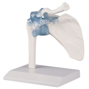 Schoudergewricht met ligamenten op standaard