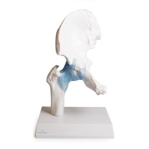 Heupgewricht met ligamenten op standaard