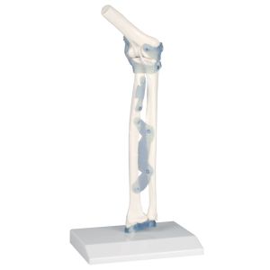 Ellebooggewricht met ligamenten op standaard