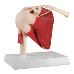 Schoudergewricht met spieren, Augmented Anatomy