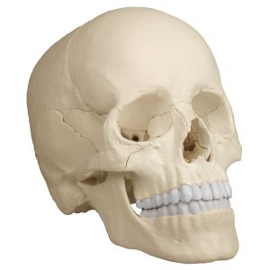 Osteopathische schedel 22-delig, anatomisch