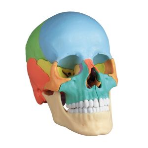 Osteopathische schedel 22-delig, didactisch