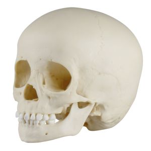 Kinderschedel, 3 jaar oud