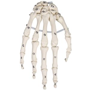 Handskelet met botnummering