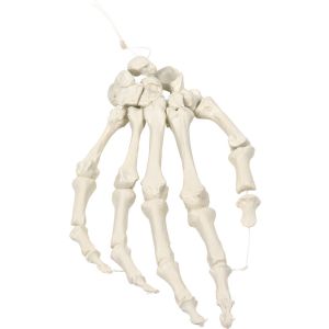 Flexibel handskelet op nylon