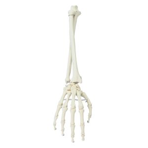 Hand met onderarm, skelet