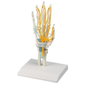 Hand met pezen, zenuwen en carpale tunnel