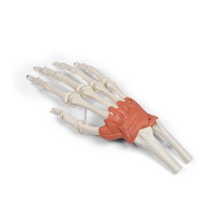 Pols met ligamentaire structuur