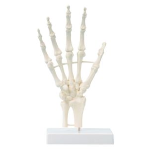 Handskelet blokmodel (transparant ingegoten)