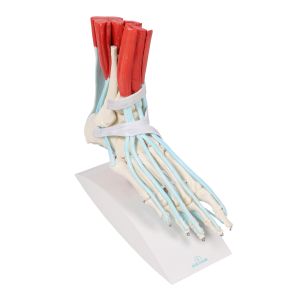 Voetskelet met ligamenten