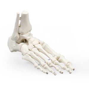 Voetskelet met distale tibia en fibula