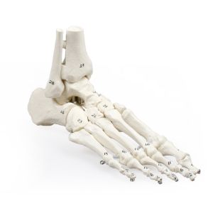 Voetskelet + tibia + fibula, genummerd
