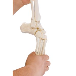 Voetskelet flexibel + tibia + fibula