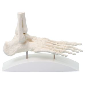 Voetskelet blokmodel (transparant ingegoten)