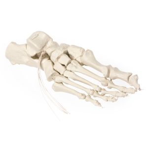 Voetskelet flexibel op nylon